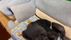 Мы в Омском цирке! Шимпанзе Боня и Дан Запашный