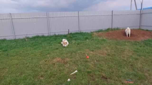 Щенки встречают и ждут смотреть онлайн