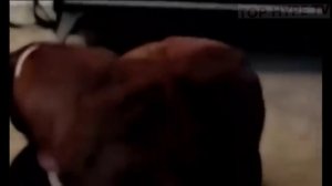 Подборка приколов про собак