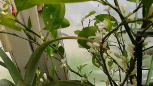 Цветение каламондина