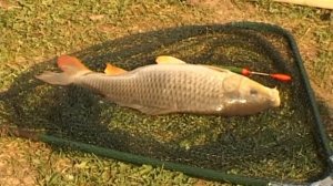 Рыбалка на платном озере#1.Вываживание карпа на платнике в Отрадном Серпуховского района.