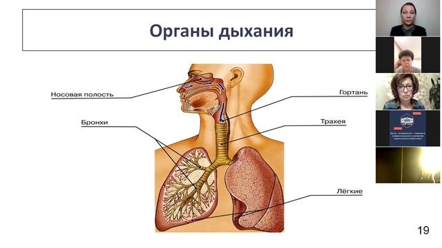 Строение и жизнедеятельность организма человека 8 кл