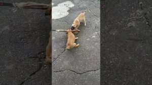 Щенки малинуа! Краснодар!