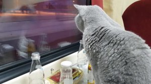 Котик смотрит самый динамичный телевизор