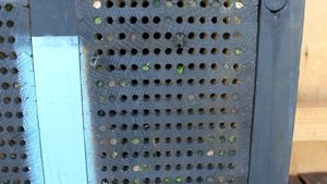 Пчелы Листорезы Megachile rotundata