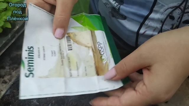 Очень простой и быстрый метод получения рассады томатов для открытого грунта. смотреть онлайн