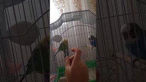 как приручить попугая садиться на руку/полезные советы|VOLNISTIK FAMILI