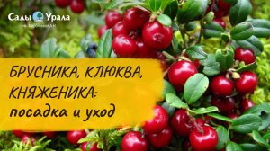 Клюква, брусника, княженика: видеообзор сортов