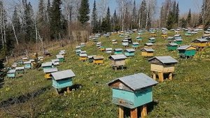 Пасека на Алтае. Быт на пасеке.
