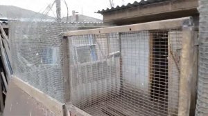 Временный курятник на зиму