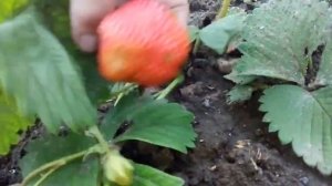 Клубника «Великан»?