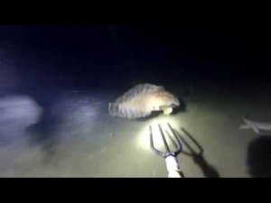 Подводная охота Владивосток. Окунь терпуг.