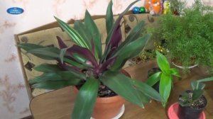 ТРОПИЧЕСКИЙ ГОСТЬ-комнатный цветок РЕО!