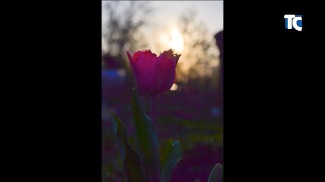 Фотовыставка Натальи Чесноковой "Красота родного края" смотреть онлайн