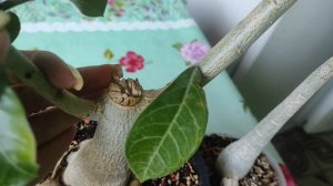 Царевна-лягушка из АДЕНИУМА ? ОПЯТЬ у меня чудики ? #адениум #adenium