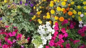 Бархатцы.Разнообразие популярных  бархатцев в моем саду.