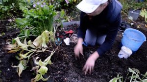 Садовая орхидея: посадка