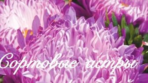 Астры (самосев )в моем саду