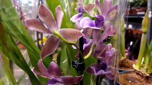 ОБИ. ИКЕА обзор прекрасных орхидей