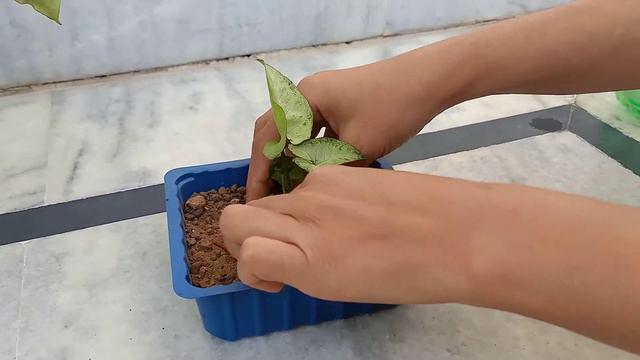 syngonium propagation | easy growing plants | indoor plants | arrowhead смотреть онлайн