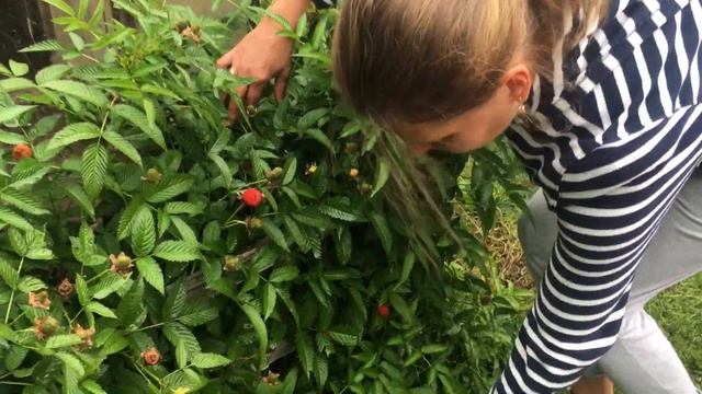 Our rest in homestead sauna. Bathing on rain смотреть онлайн