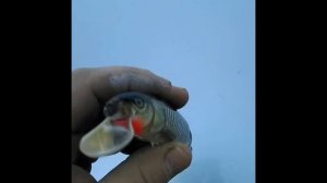 Воблеры ручной работы KUM Мастера Сербии