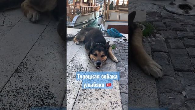 Турецкая собака улыбака?? #turkey #dogs #life #lifestyle