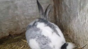 Разведение кроликов!  Новые кролики! Калифорнийские кролики ! Породы кроликов!