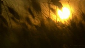 Черный Лукич Солнышко