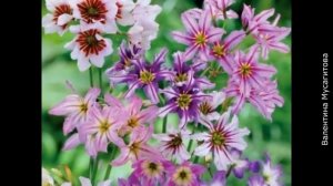 ❀ Самые красивые луковичные, которые высаживают весной