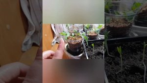 Атомный виноград Бреда - два года и одни признаки болезни. Очередная попытка и до победы!