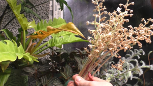 Орхидея ЛУДИЗИЯ отцвела ЧТО С НЕЙ делать ПОСЛЕ ЦВЕТЕНИЯ. Произошло САМООПЫЛЕНИЕ. Сбор СЕМЯН ЛУДИЗИИ.