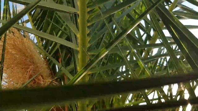 СОЧИ | ЛАЗАРЕВСКОЕ | 25.10.2020 | Субтропический рай в отдельно взятом городе смотреть онлайн