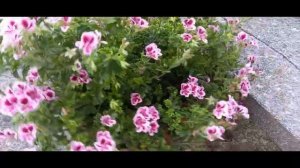 Pelargonium imperiale (Geranio macranta) Pelargonium grandiflorum