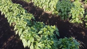 Как часто и как много надо поливать овощи на примере перца?