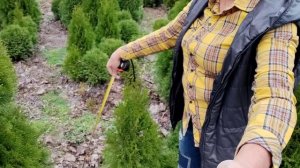 Мой питомник. Туи Смарагд, Брабанд, Колумна. Их характеристики и цены.