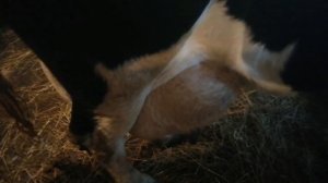 Отелилась корова, нет молока в 2 долях.