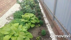 Она цветёт круглый год??????????️?