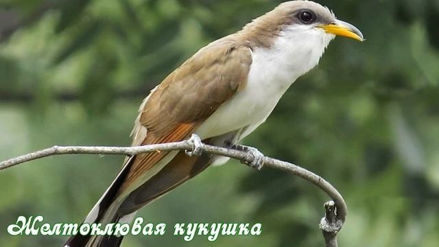 Какие бывают кукушки смотреть онлайн