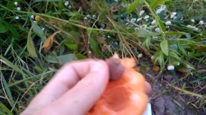 Абрикос Харроу Джой