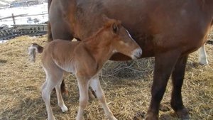 Кобыла ожеребилась. Проблема с жеребёнком // Жизнь в деревне
