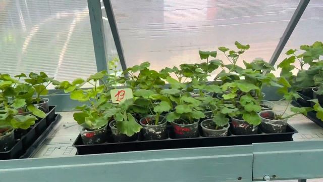 Черенки пеларгоний. Моя вторая теплица с пеларгониями. смотреть онлайн