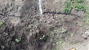 Посадка в грунт своей рассады статицы и других цветов 3.05.21Planting flower seedlings in the groun