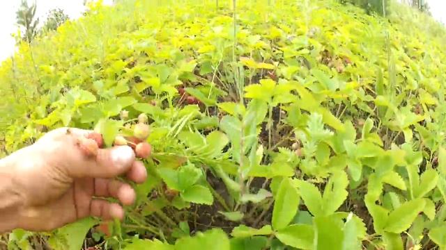 Полевая клубника 2016 смотреть онлайн