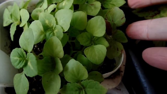 Мои планы по наружным откосам.Переезд растений на балкон.Сеянцы колеусов из собранных мною семян. смотреть онлайн