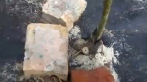 Павловния посадка Раздольное Крым Май Июнь 2022