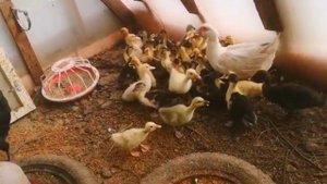 Строю планы на завтра, какую птицу продаю