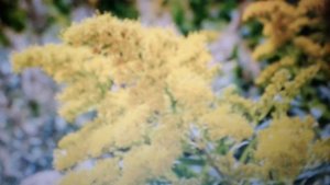 Золотарник обыкновенный - лечебные свойства и  противопоказания.