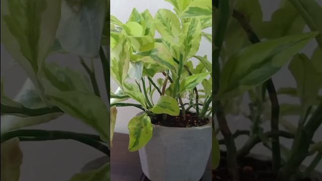 Pedilanthus Tithymaloides #Shorts смотреть онлайн