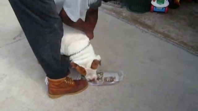 American BullDog Gets the Paper.AVI смотреть онлайн